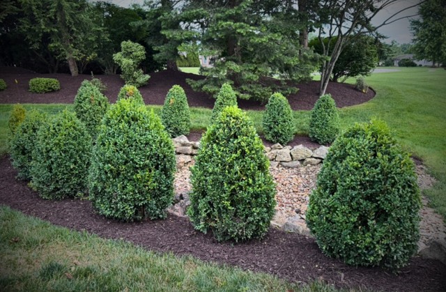 Topiary shrubs and fresh mulch