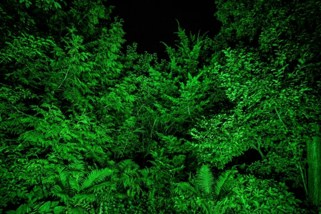 Bee Green Outdoor Living Landscape Lighting Uplighted Dense Landscape Plantings at Night at Residential Property