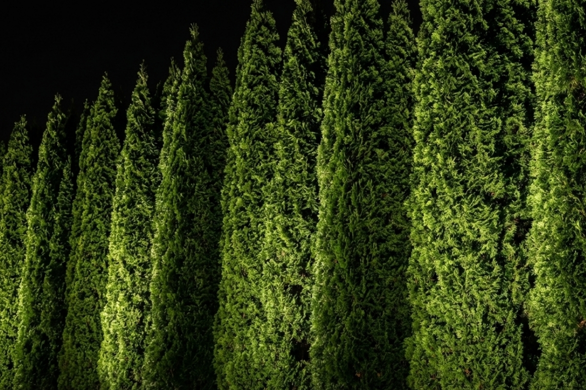 Bee Green Outdoor Living Softscapes Lighting Row of Arborvitae Privacy Screening Uplighted at Night