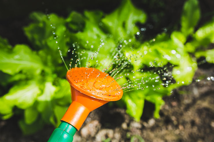 not-all-plants-are-equally-thirsty-a-guide-to-watering-your-garden-1