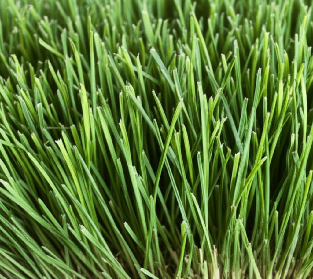 Kentucky Bluegrass used in sod installation projects by Bee Green Outdoor Living